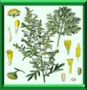 ABSINTHE - ARTEMISIA ABSINTHIUM
