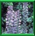 ACANTHE EPINEUSE - ACANTHUS SPINOSUS