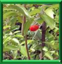 ACEROLA - MELPIGHIA PUNICIFOLIA ou GLABRA