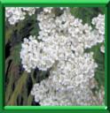 ACHILLEE ODORANTE - ACHILLEA ODORATA