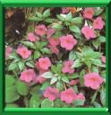 ACHIMENE - ACHIMENES