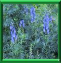 ACONIT FEROCE - ACONITUM FEROX