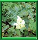 ACONIT TUE-LOUP - ACONITUM LYCOCHONUM ou VULPARIA