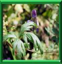 ACONIT VOLUBILE - ACONITUM VOLUBILE