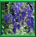 ACONIT- CASQUE DE JUPITER - ACONITUM NAPELLUS