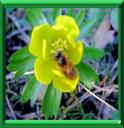 ACONIT DES ALPES - ACONITUM ANTHORA