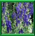 ACONIT NAPEL - ACONITUM NAPELLUS