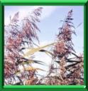 ACTEE A GRAPPES - CIMIFUGA