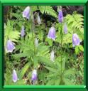 ADENOPHORE - ADENOPHORA
