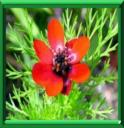 ADONIDE ANNUELLE - ADONIS ANNUA