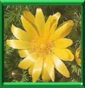 ADONIDE DE PRINTEMPS - ADONIS VERNALIS