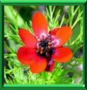 ADONIDE GOUTTE DE SANG - ADONIS ANNUA