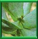 ADROMISCHUS - ADROMISCHUS