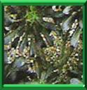 AEONIUM EN ARBRE - AEONIUM ARBOREUM