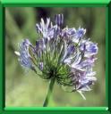 AGAPANTHE - AGAPANTHUS