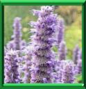 AGASTACHE - AGASTACHE