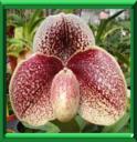AGLAONEMA - AGLAONEMA