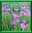 Ail d'Afrique du Sud ou tulbaghia violacea