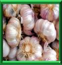 AIL - ALLIUM SATIVUM