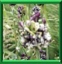 AIL D'ESPAGNE - ALLIUM SCORODOPRASUM
