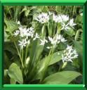 AIL DES OURS - ALLIUM URSINUM
