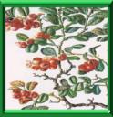 AIRELLE ROUGE - VACCINIUM VITI-IDEA