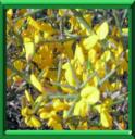 AJONC EPINEUX - ULEX EUROPAEUS