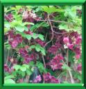Akébie - Akebia Quinata