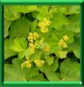 ALCHEMILLE VULGAIRE - ALCHEMILLA VULGARIS