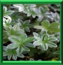 ALCHEMILLE DES ALPES - ALCHEMILLA ALPINA