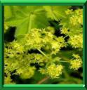 ALCHEMILLE DES PRES - ALCHEMILLA XANTHOCHLORA