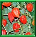 ALKEKENGE - PHYSALIS ALKEKENGI