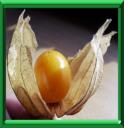 ALKEKENGE DU PEROU - PHYSALIS PERUVIANA