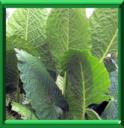 Alocasia - Alocasia Macrorrhiza