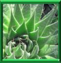 ALOE VERA - ALOE BARBADENSIS