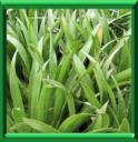 ALOES D'EAU - STRATIOTES ALOIDES