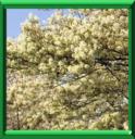 AMELANCHIER DU CANADA - AMELANCHIER CANADENSIS