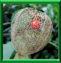 AMOUR EN CAGE - PHYSALIS ALKEKENGI