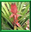 ANANAS - ANANAS COMOSUS ou ANANAS SATIVUS