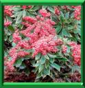 Andromède du Japon - Pieris japonica