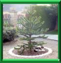 ARAUCARIA DU CHILI - ARAUCARIA ARAUCANA