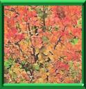 Arbre pain d'épices - Cercidiphyllum japonicum