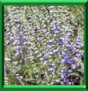 AGNEAU CHASTE - VITEX AGNUS CASTUS