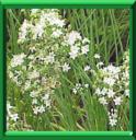 AIL CHINOIS - ALLIUM TUBEROSUM