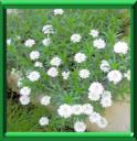 ALYSSON MARITIME - ALYSSUM MARITIMA ou LOBULARIA MARITIMA