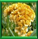 AMARANTE CRETE DE COQ -CELOSIA ARGENTEA Variété CRISTATA
