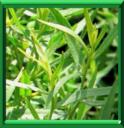 ABSINTHE ESTRAGON - ARTEMISIA DRANUNCULUS
