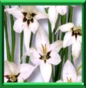 ACIDANTHERE BICOLORE - ACIDANTHERA MURIELAE ou GLADIOLUS CALLIANTHUS
