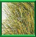 ACORE GRAMINEE - ACORUS GRAMINEUS