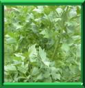 ACHE DES MONTAGNES - LEVISTICUM OFFICINALE